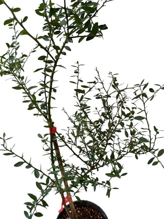 Finger lime Red Champagne