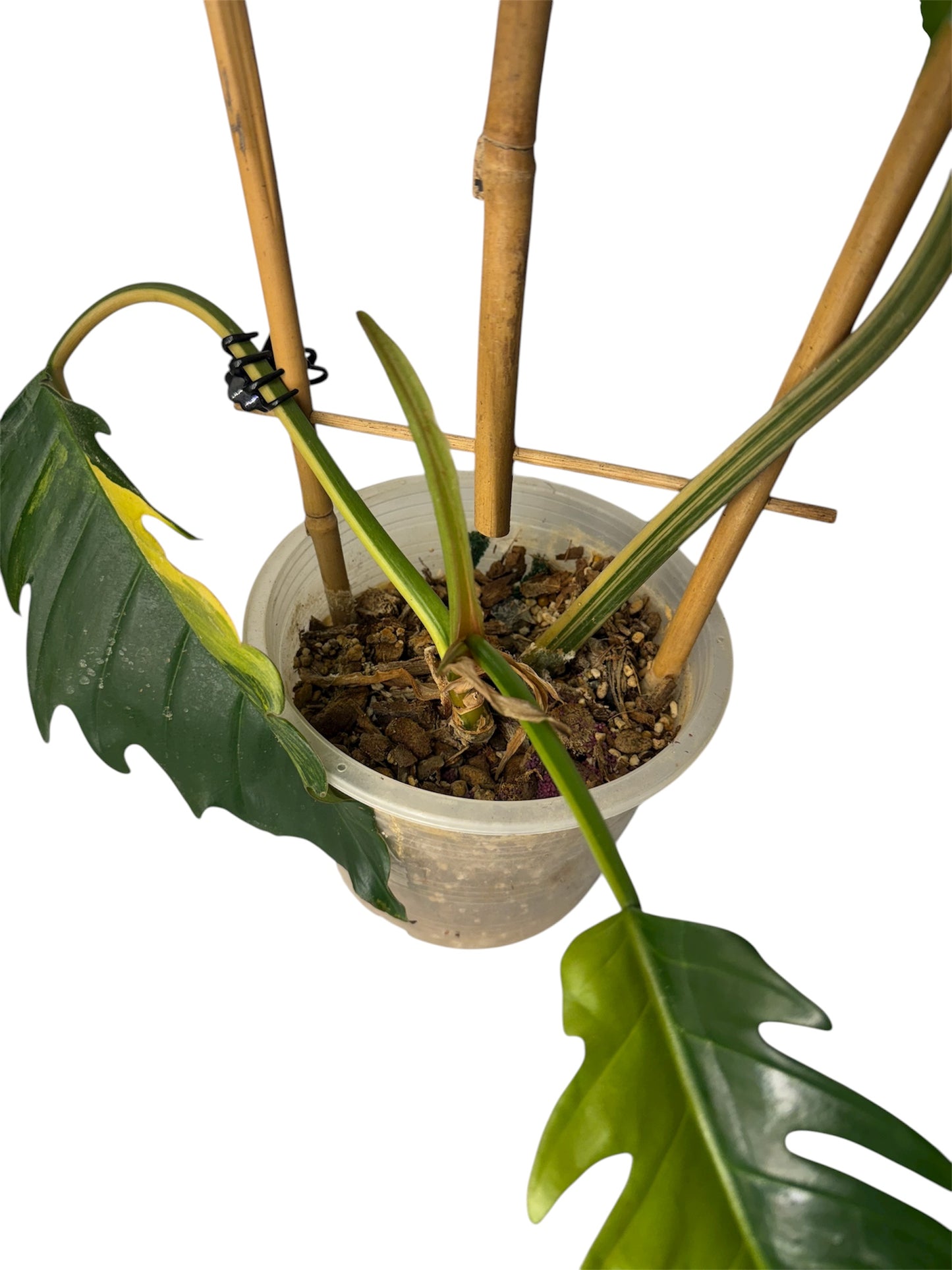 Philodendron Caramel Marble Large