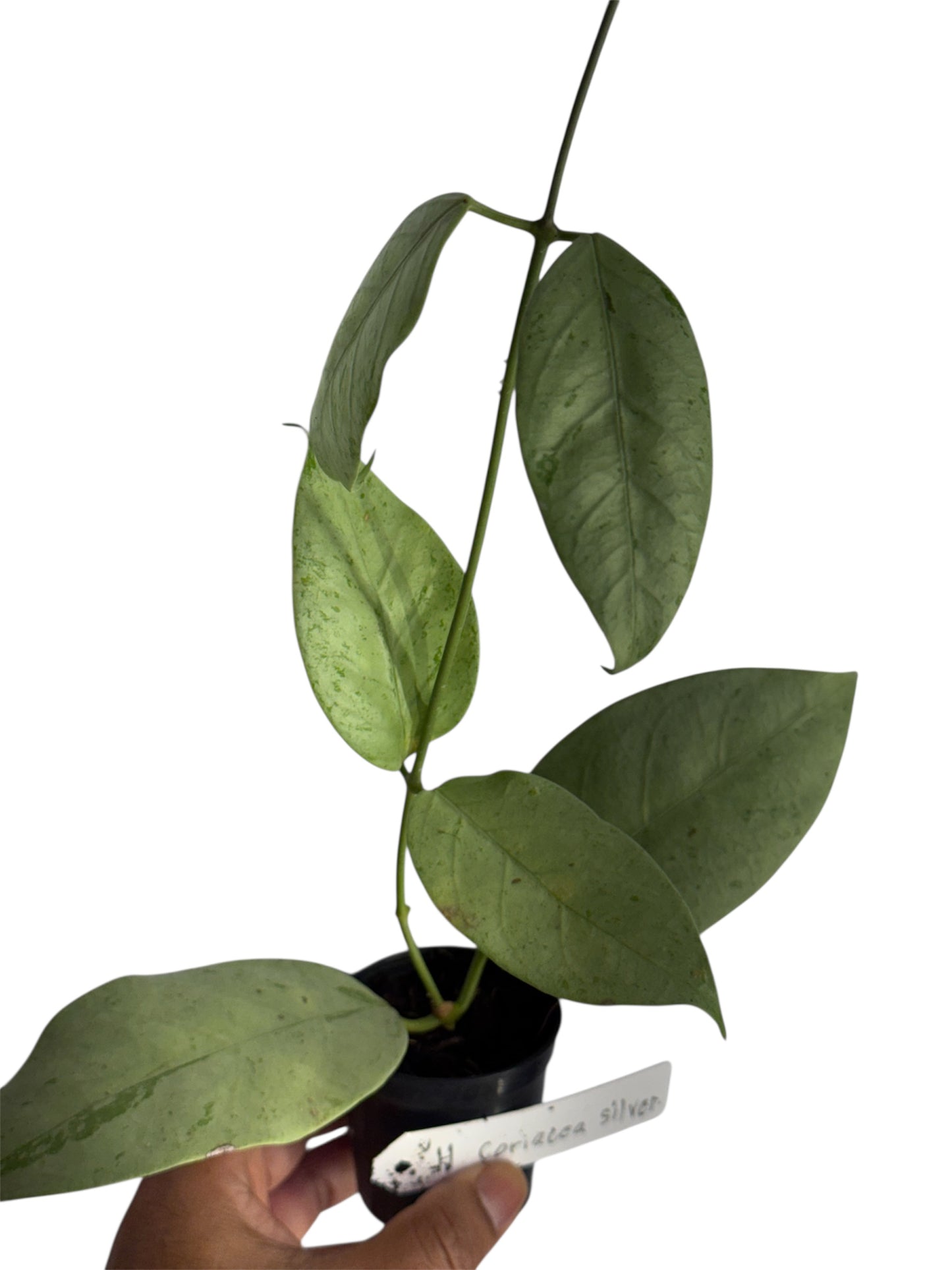 Hoya coriacea 'Silver'