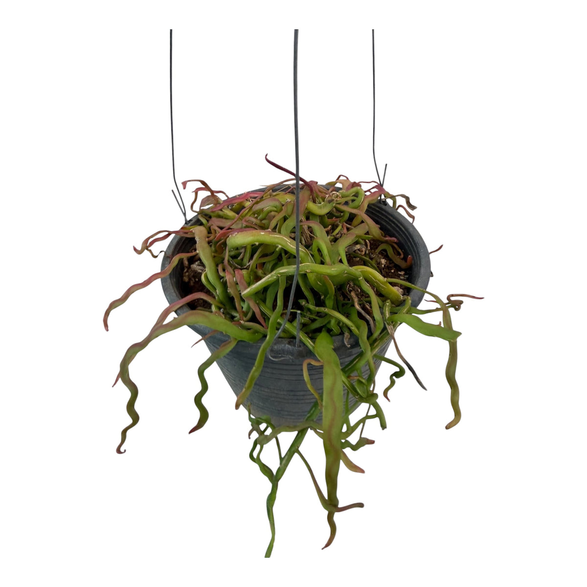 Rhipsalis Lidsip Rare find