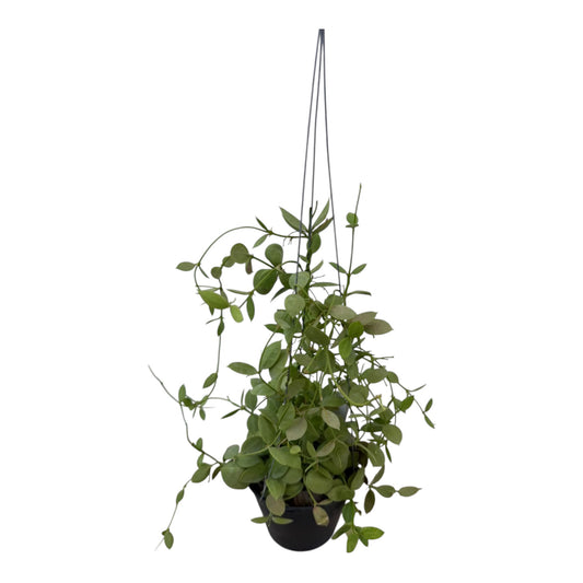 Dischidia Vidalii (ant plant)