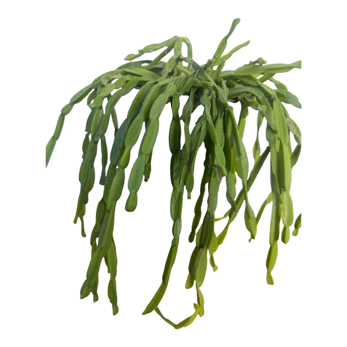Rhipsalis Paradoxa large