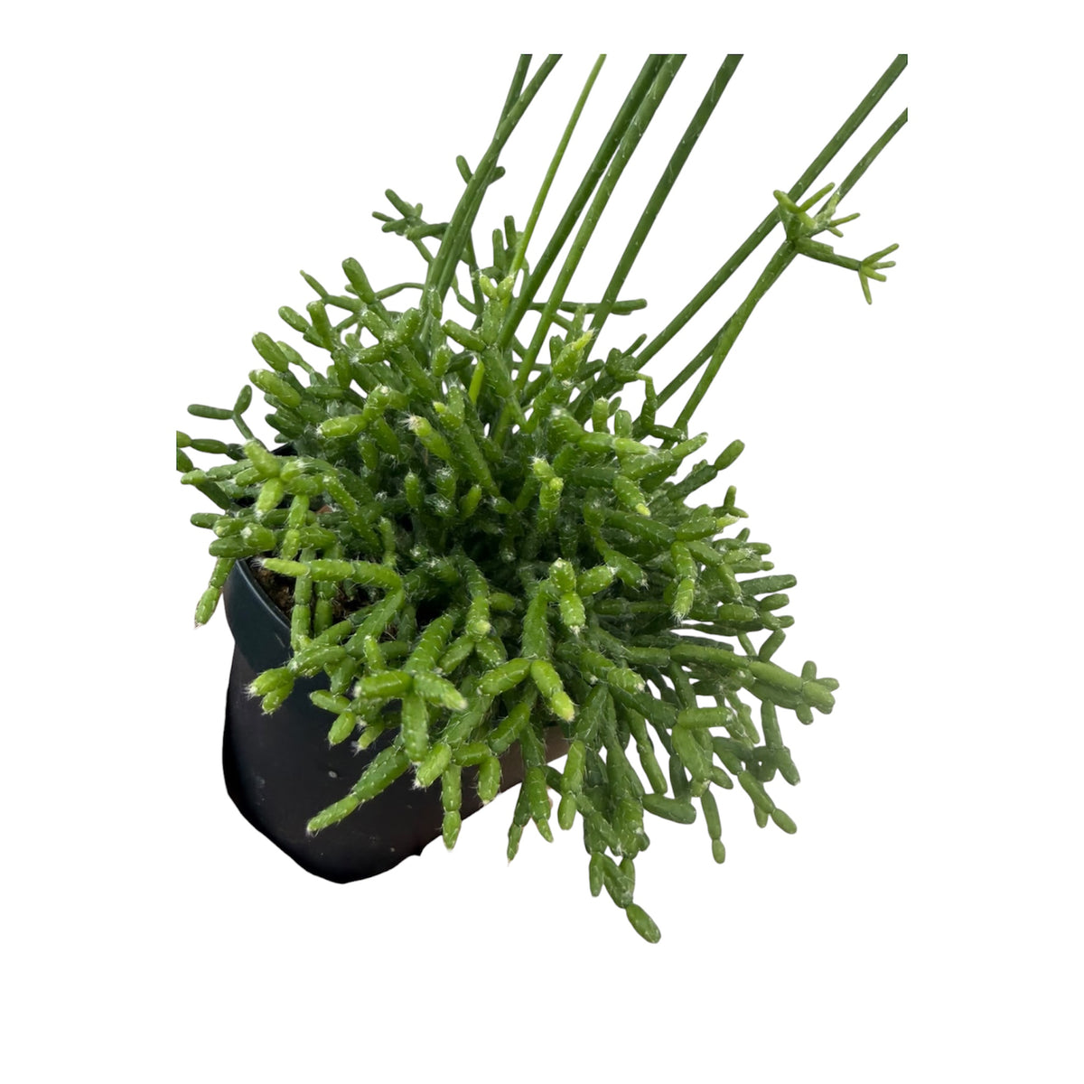 Rhipsalis cereuscula