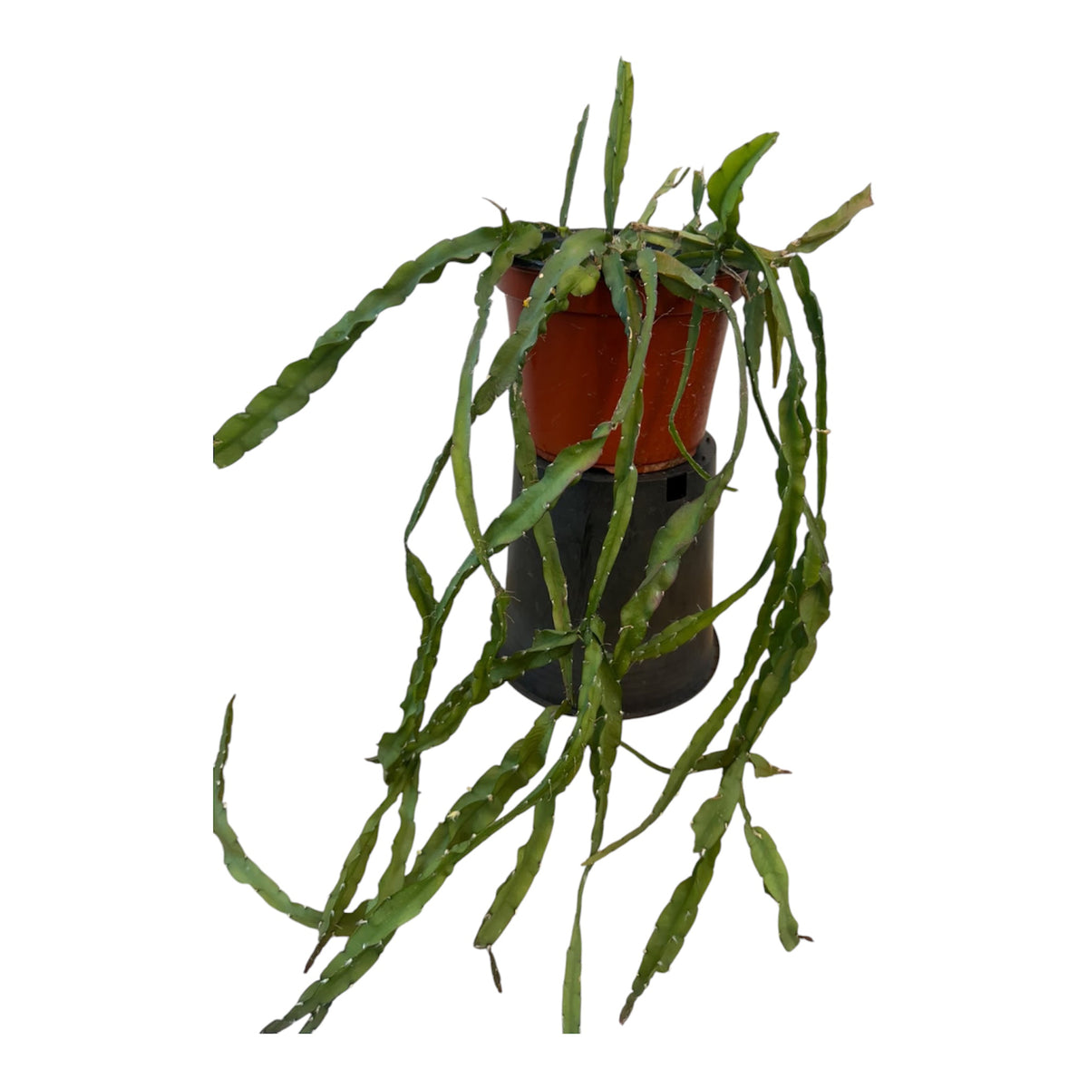 Rhipsalis cruciformis Medium