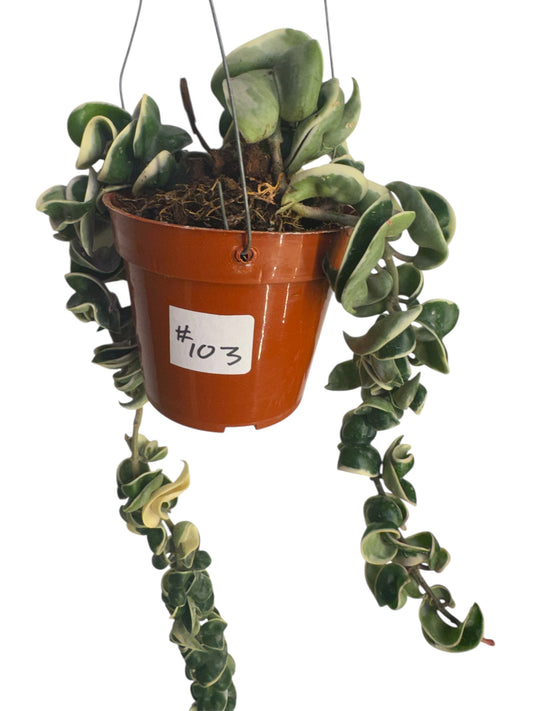 Hoya Hidu rope Variegated