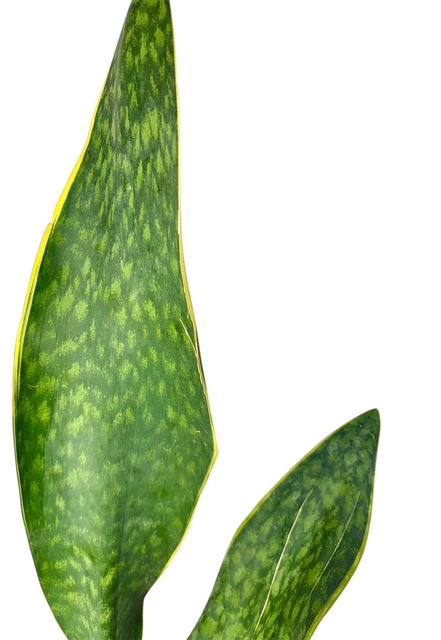 Sansevieria 'Congo' variegated Big Leaf ( Rare Find) 36 inch tall