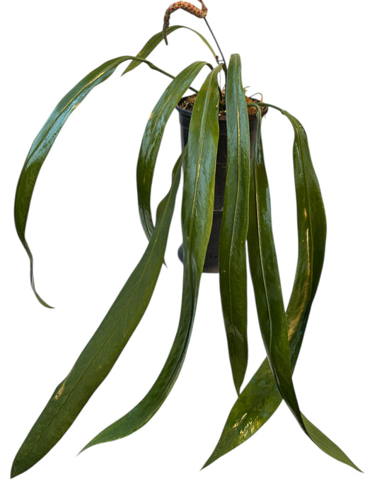 Anthurium Vittarifolium Necktie