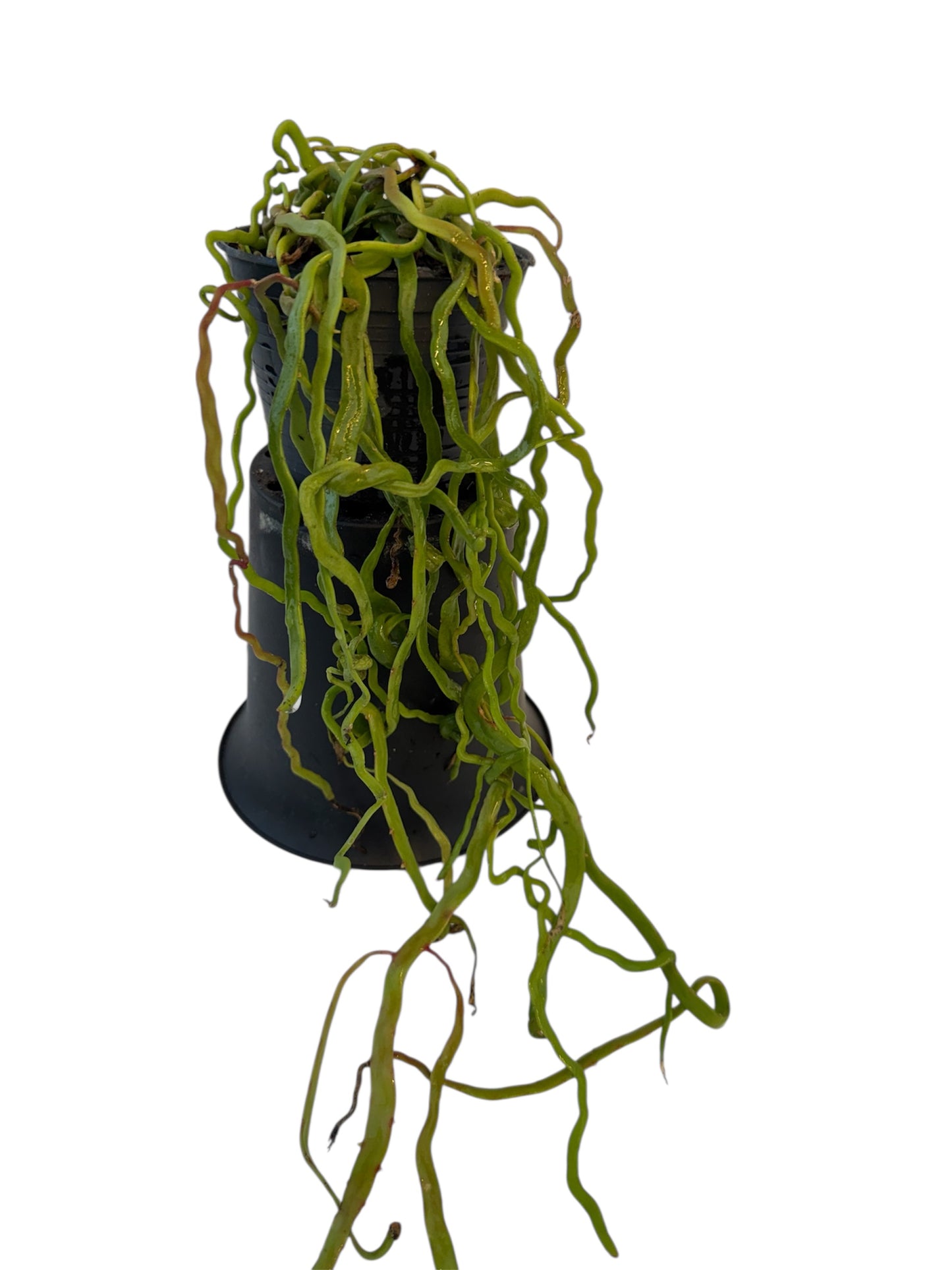 Rhipsalis Lipsid Rare find