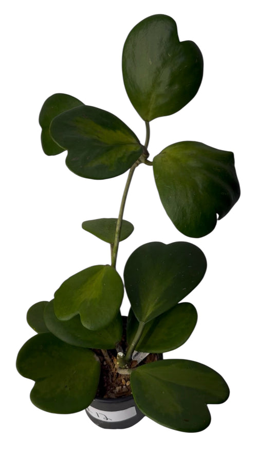 Hoya Kerri Reverse Vine One root