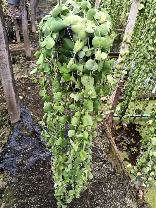 Dischidia platyphylla large