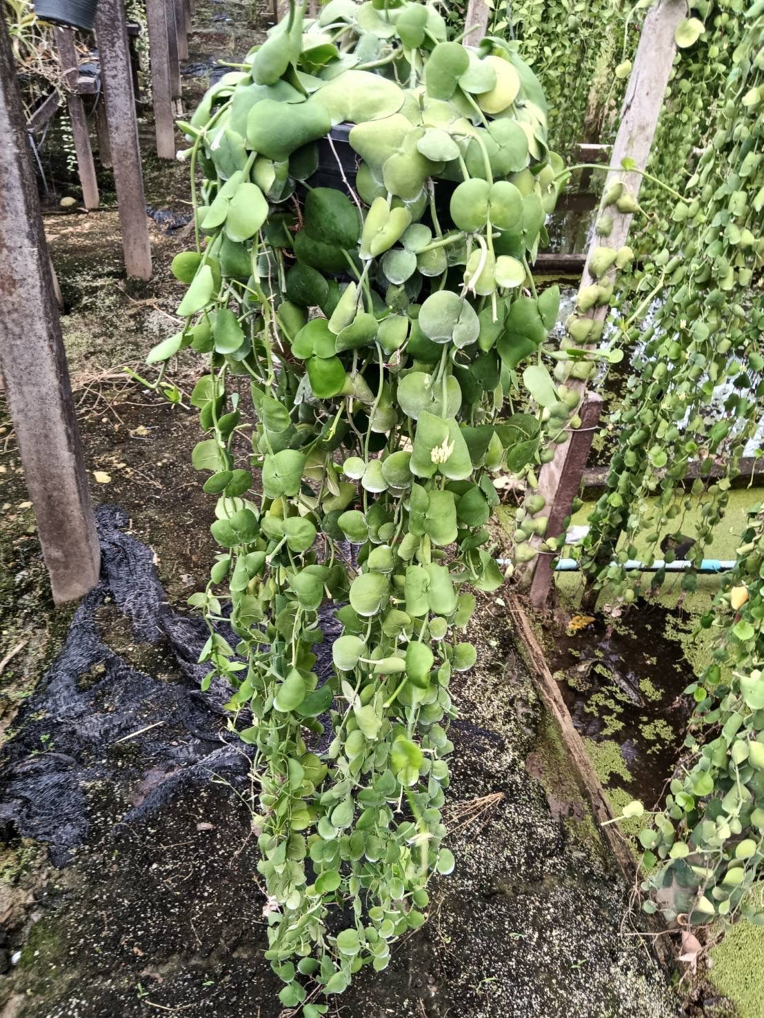 Dischidia platyphylla large