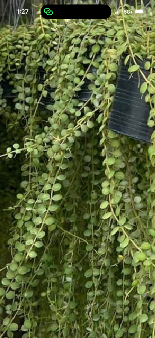 Dishchidia Million Heart Green Long Vine 20 inch long