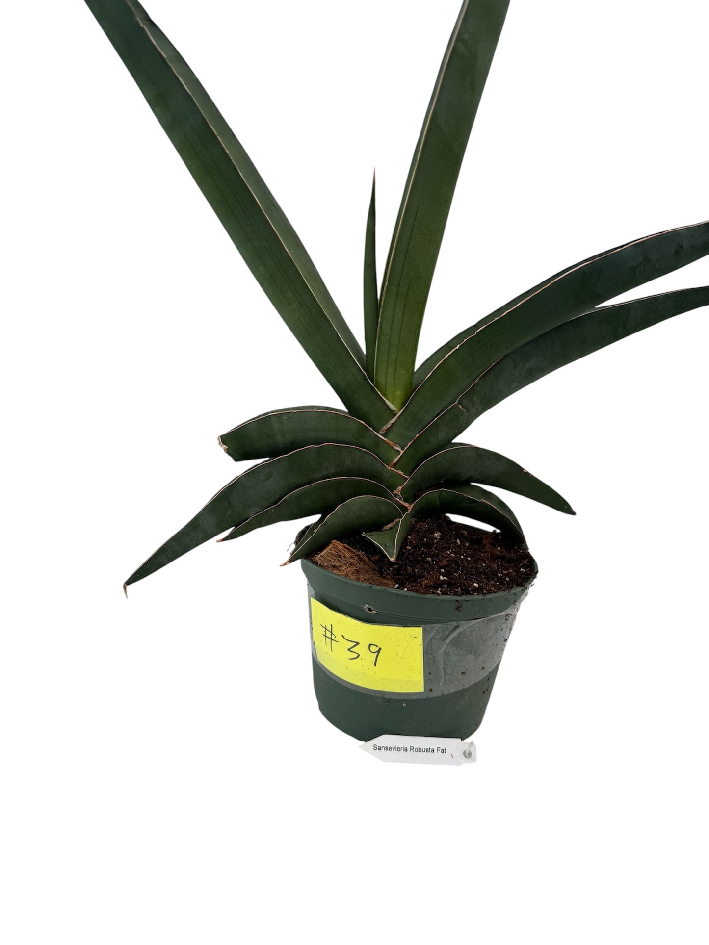 Sansevieria 'Robusta Fat'