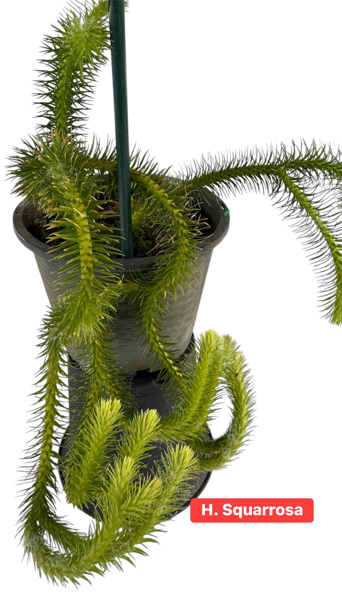 Huperzia squarrosa