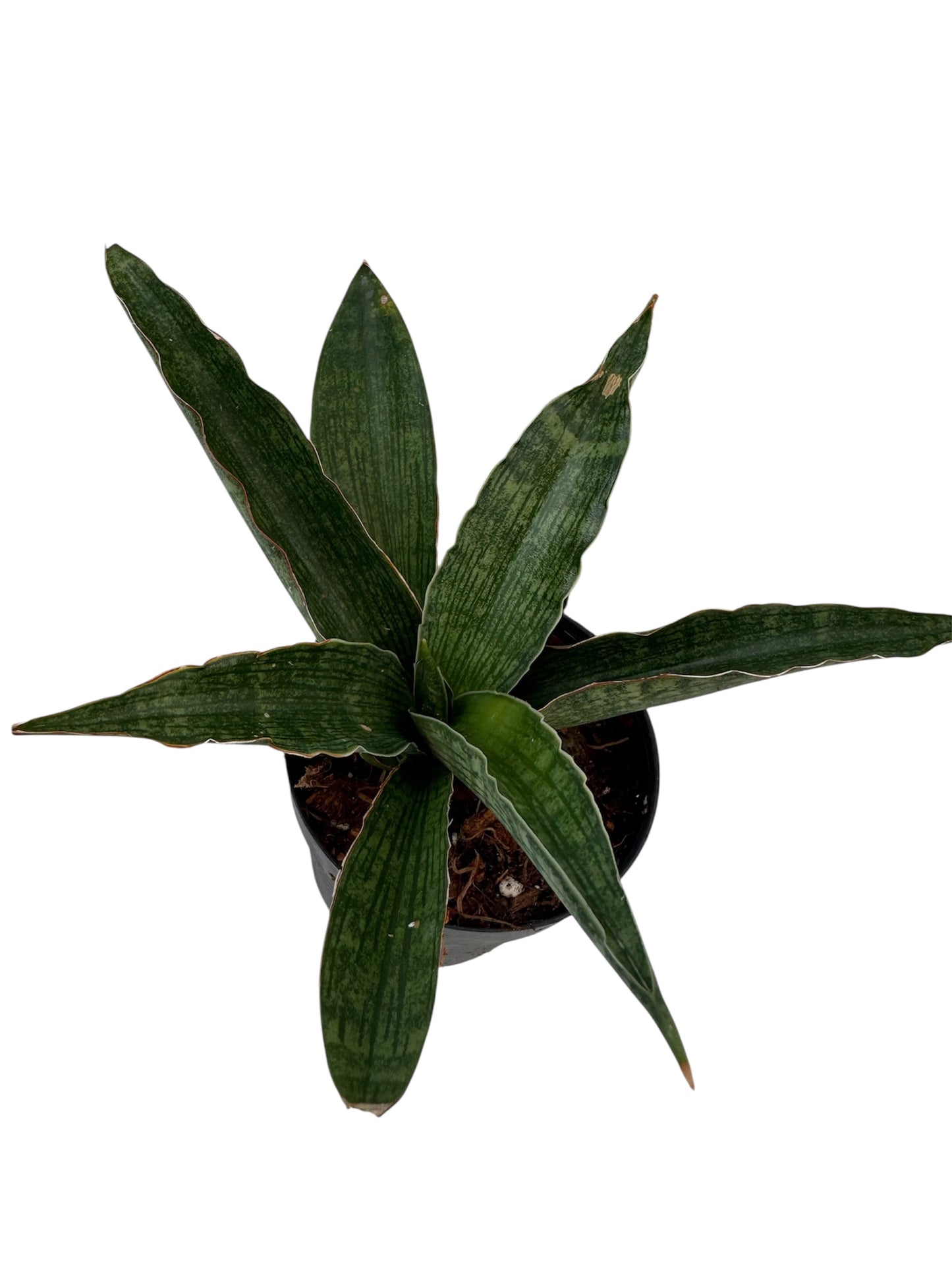 Sansevieria Davida Rare find