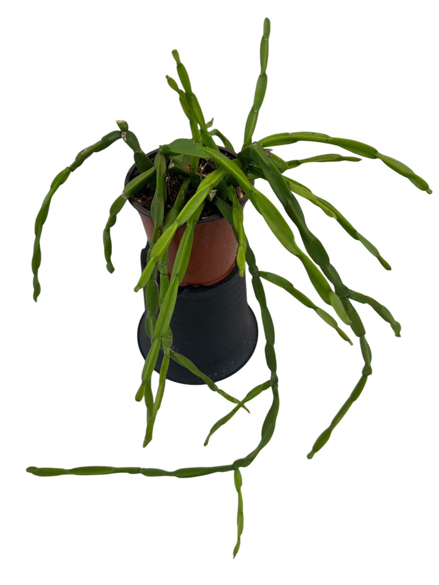 Rhipsalis Paradoxa