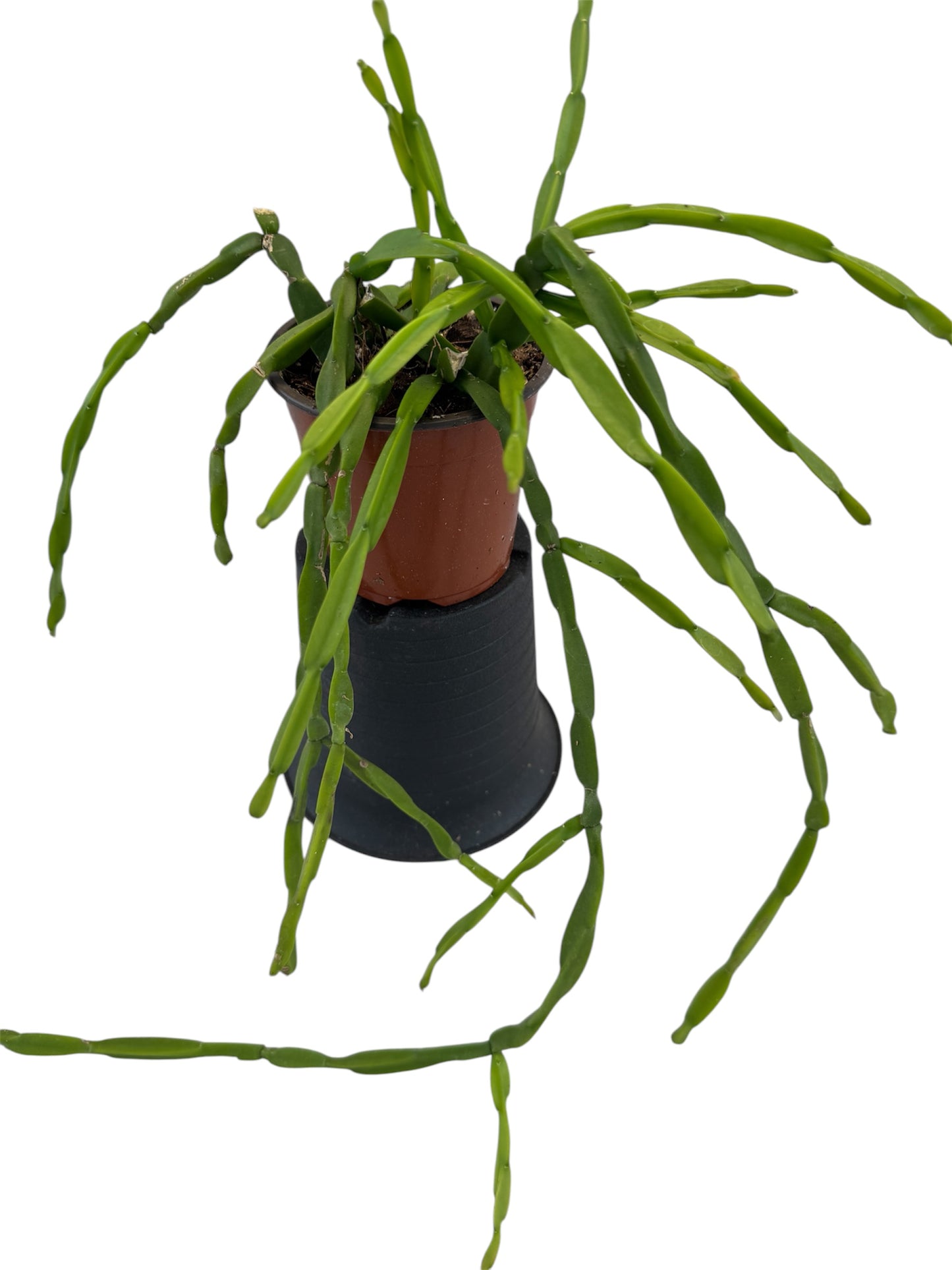 Rhipsalis Paradoxa