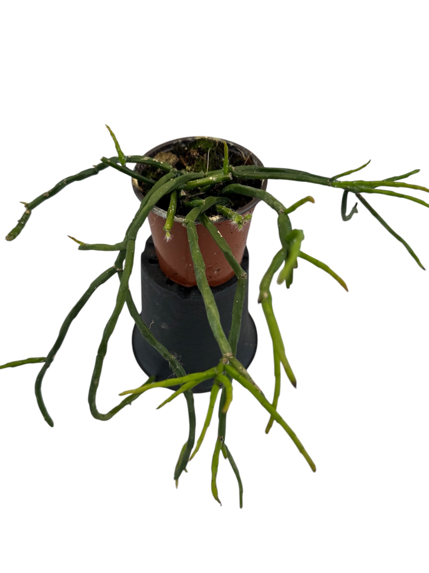 Rhipsalis Paradoxa minor