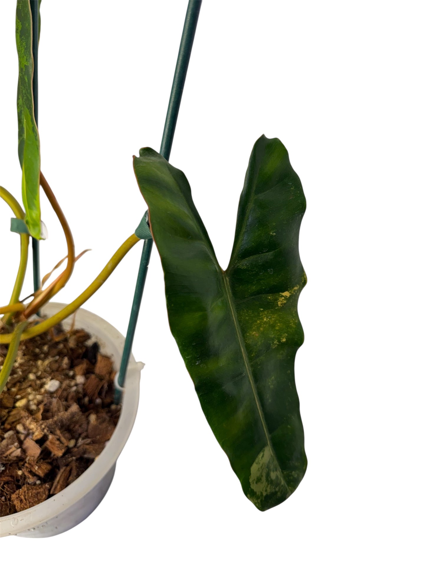 Philodendron Billietia Variegated