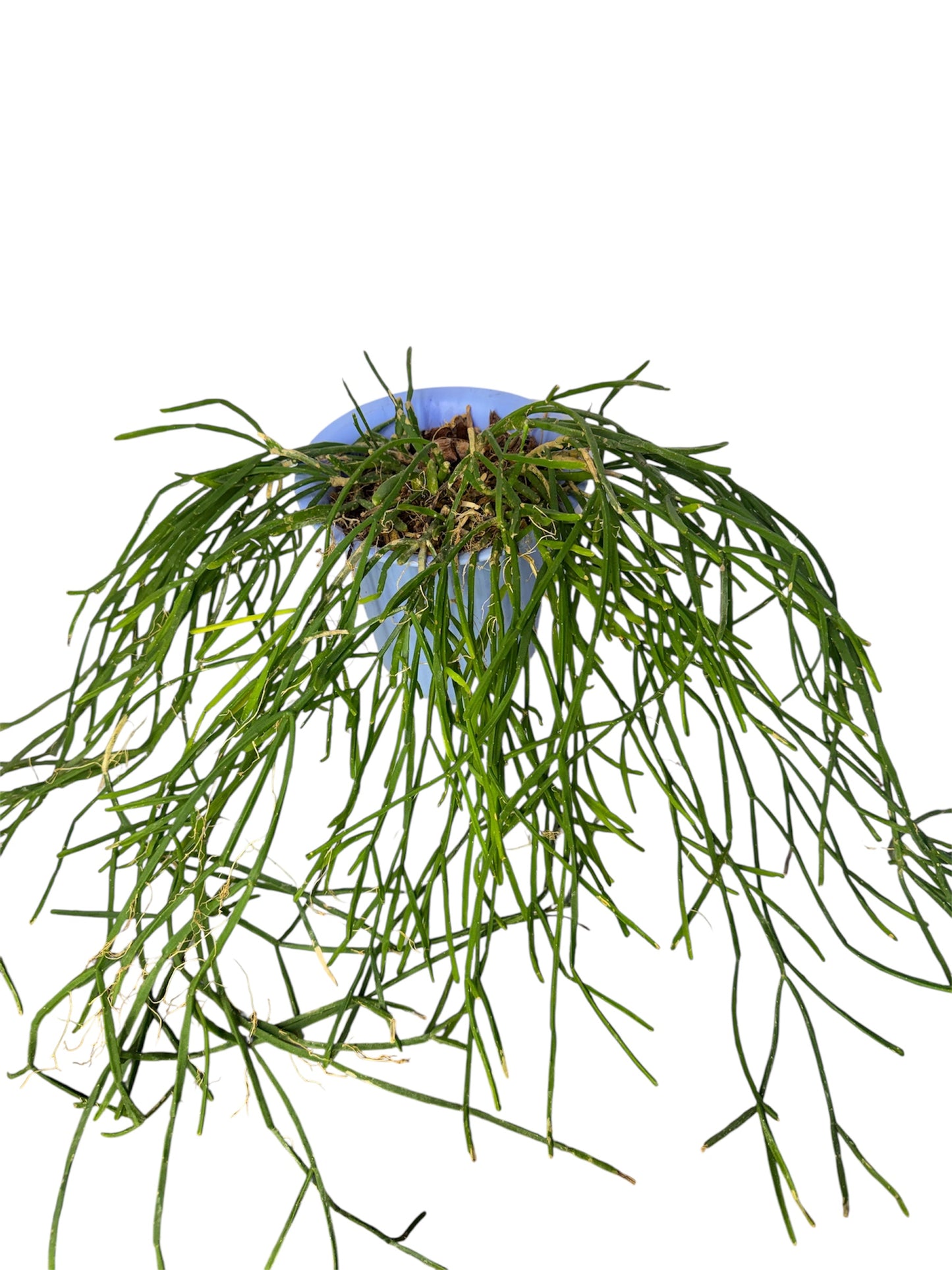 Rhipsalis baccifera small ( white pearl) 12 inch long