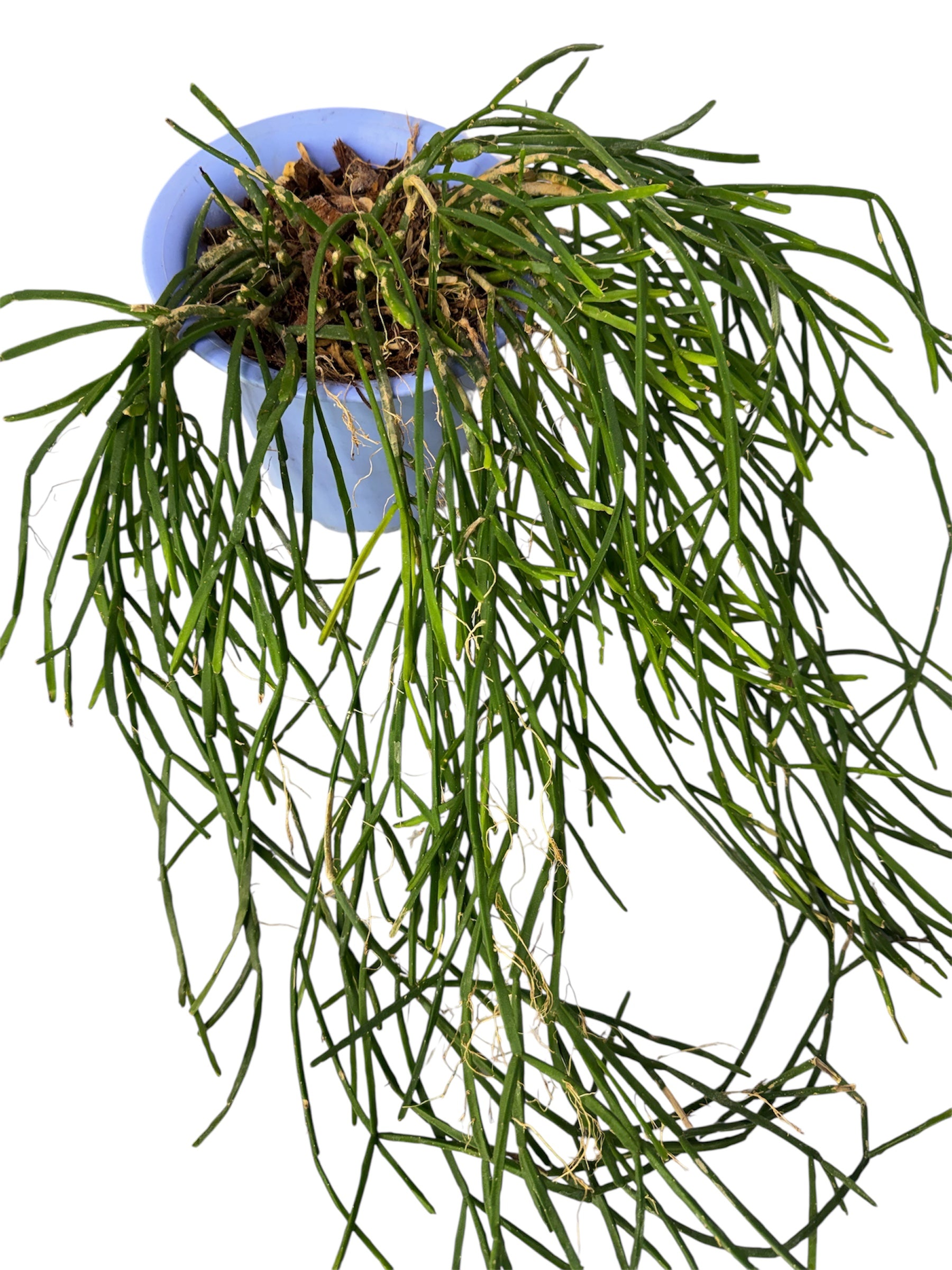 Rhipsalis baccifera small ( white pearl) 12 inch long – JBB Exotic 