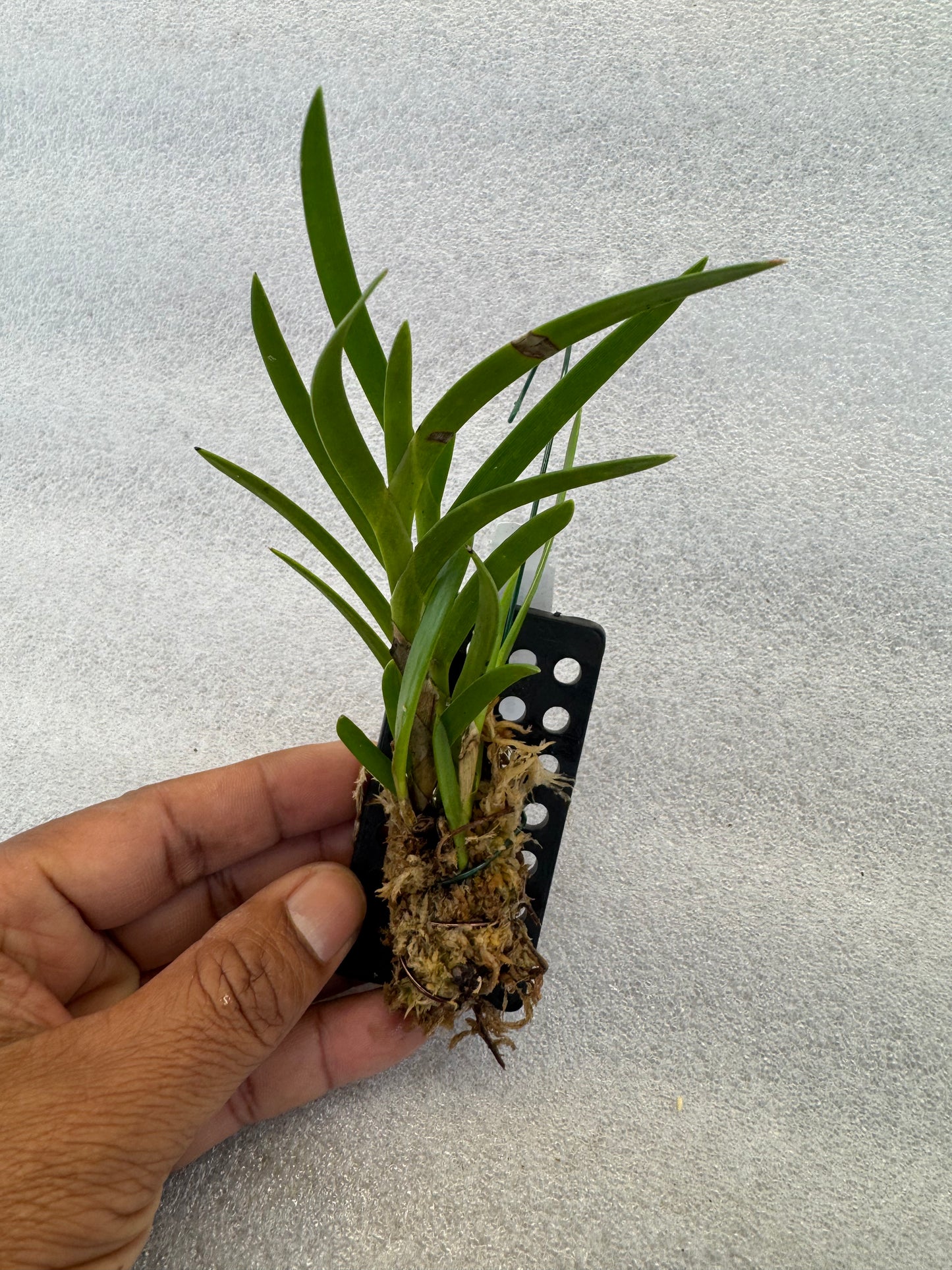 Orchid Varieties