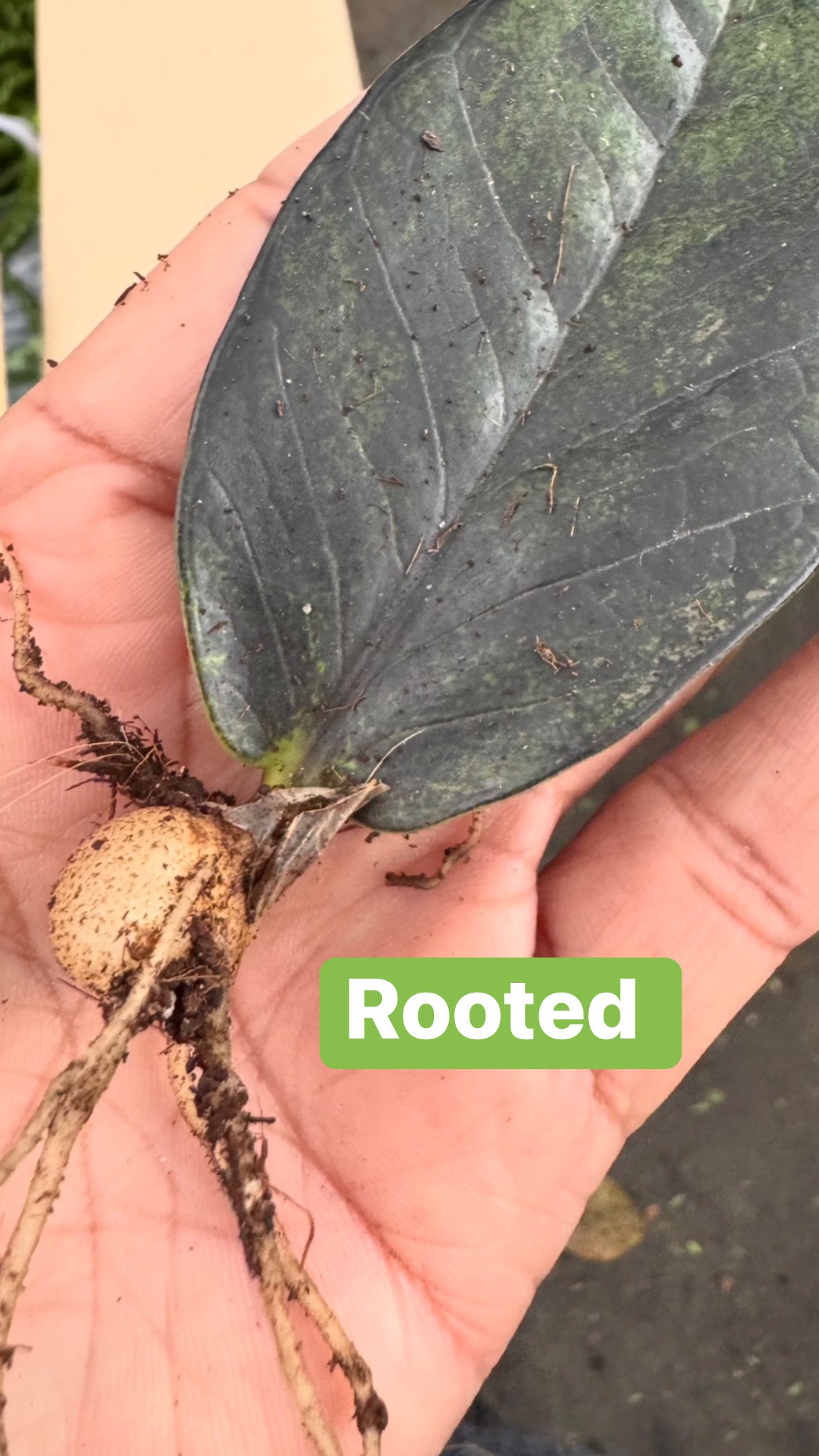 Black Pink Raven ZZ Variegated
( Zamioculcas Zamiifolia)
