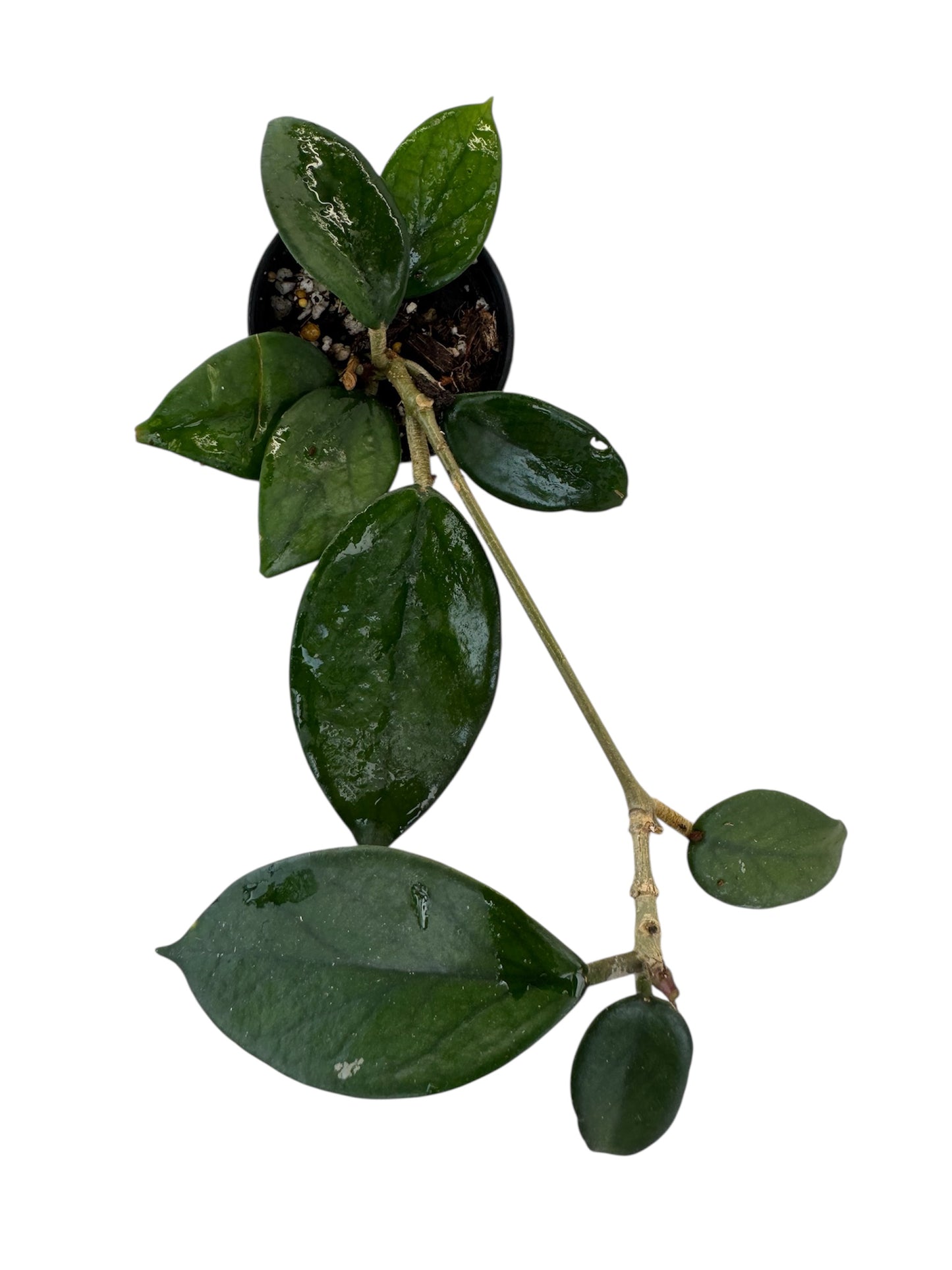 Hoya Doi Tung