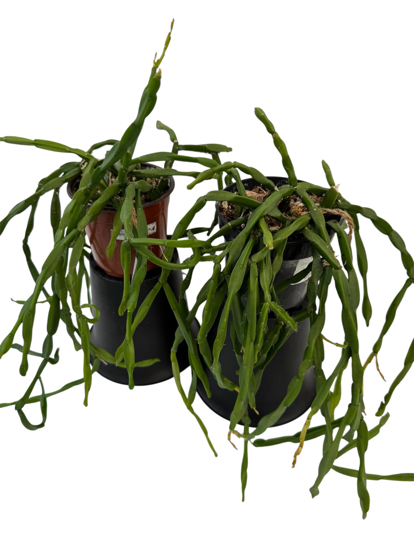 Rhipsalis Paradoxa Medium