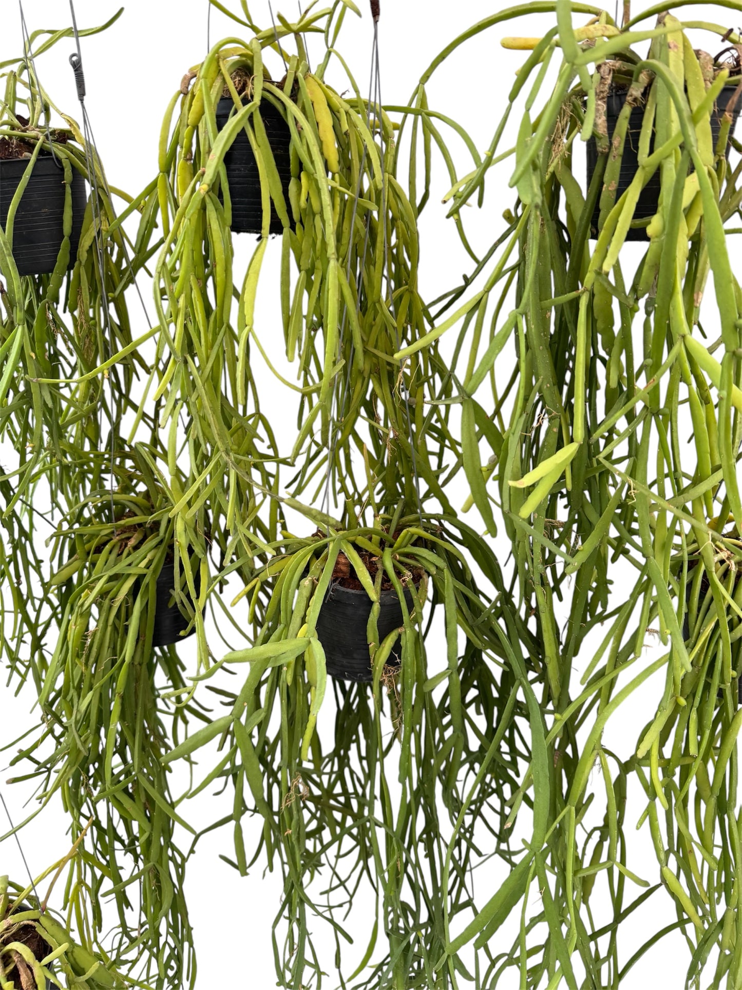 Rhipsalis Micrantha Medium