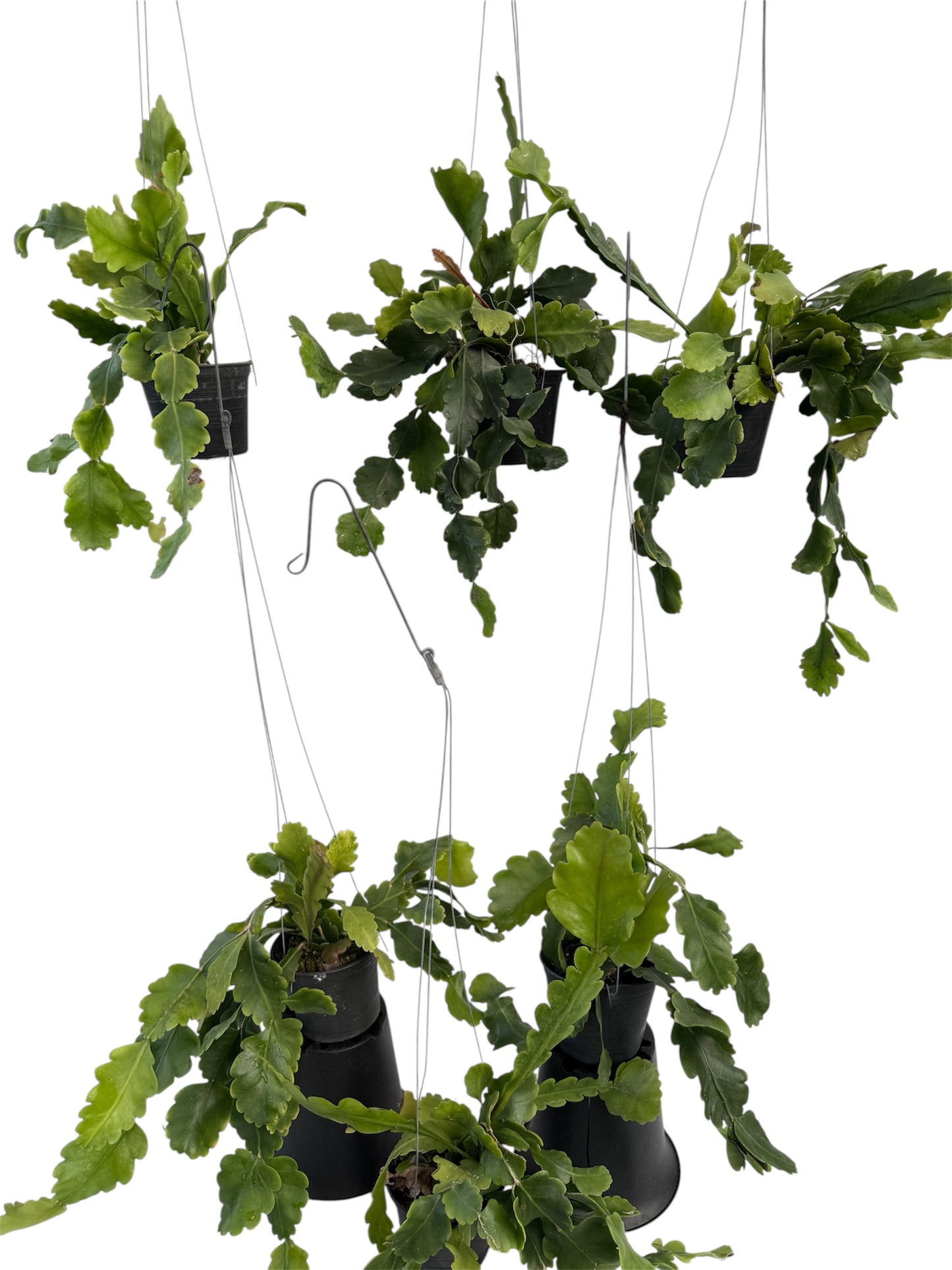 Rhipsalis oblonga