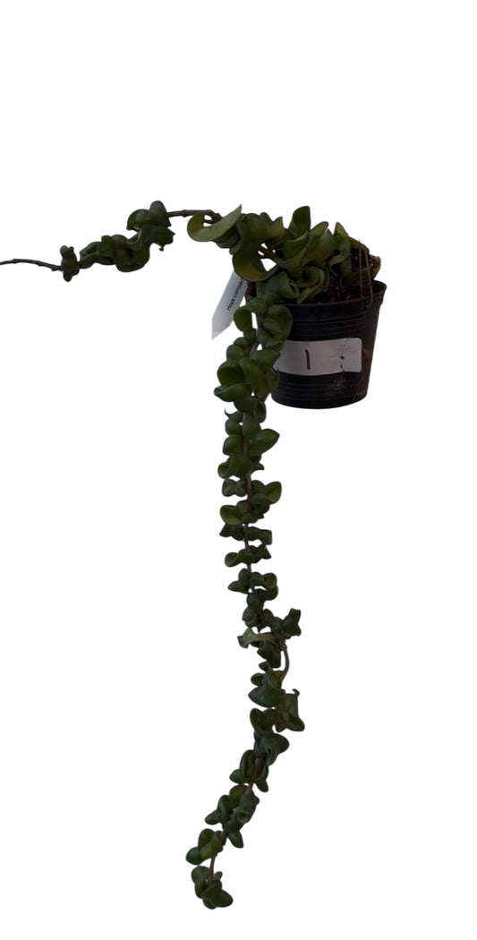 Hoya compacta green large trailing # 1 available