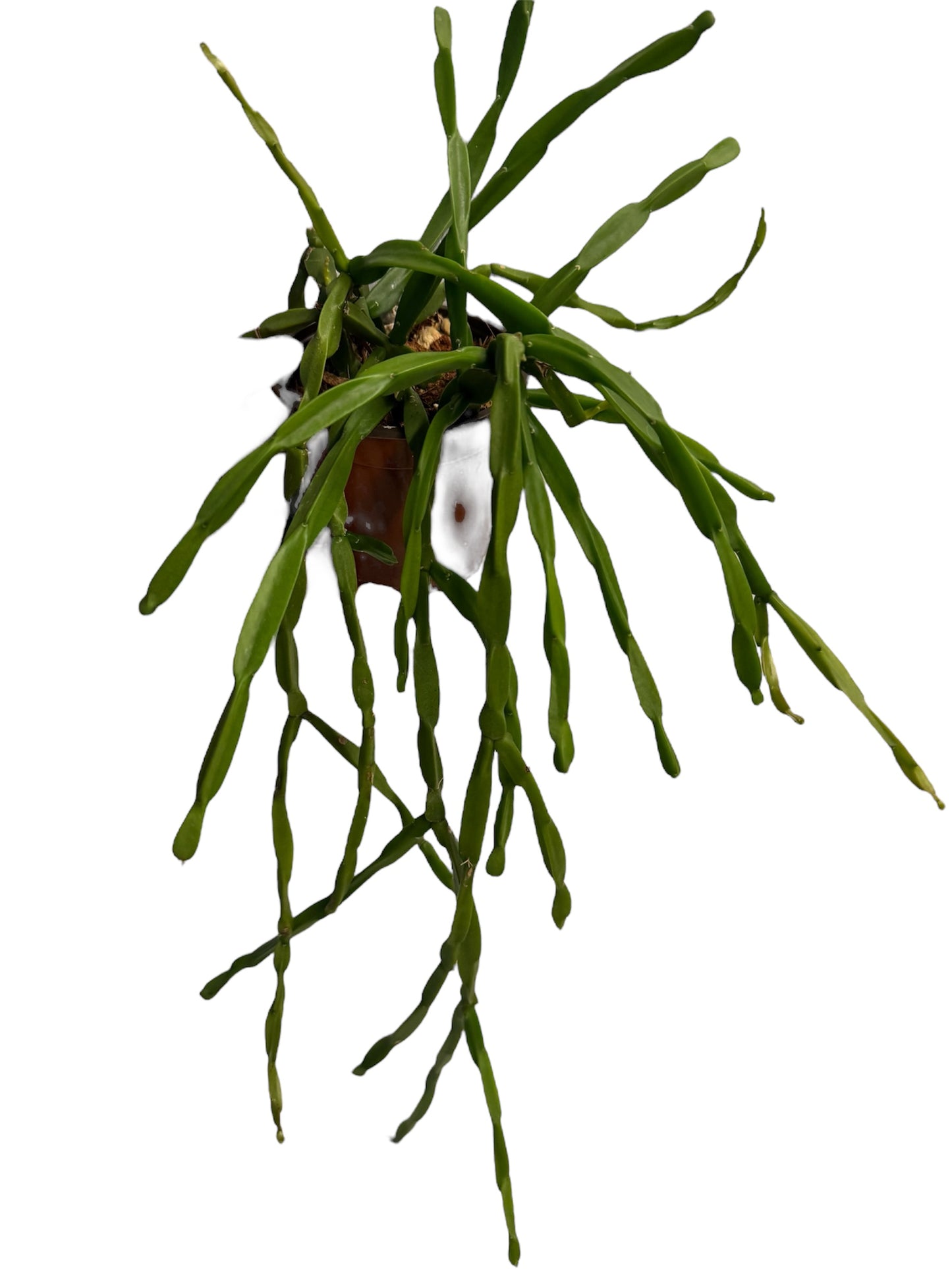 Rhipsalis Paradoxa large
