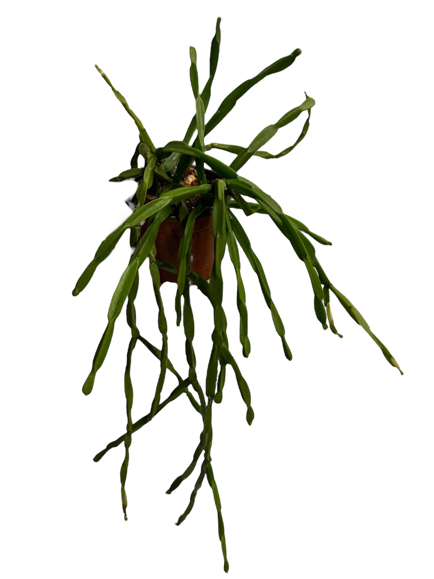 Rhipsalis Paradoxa large