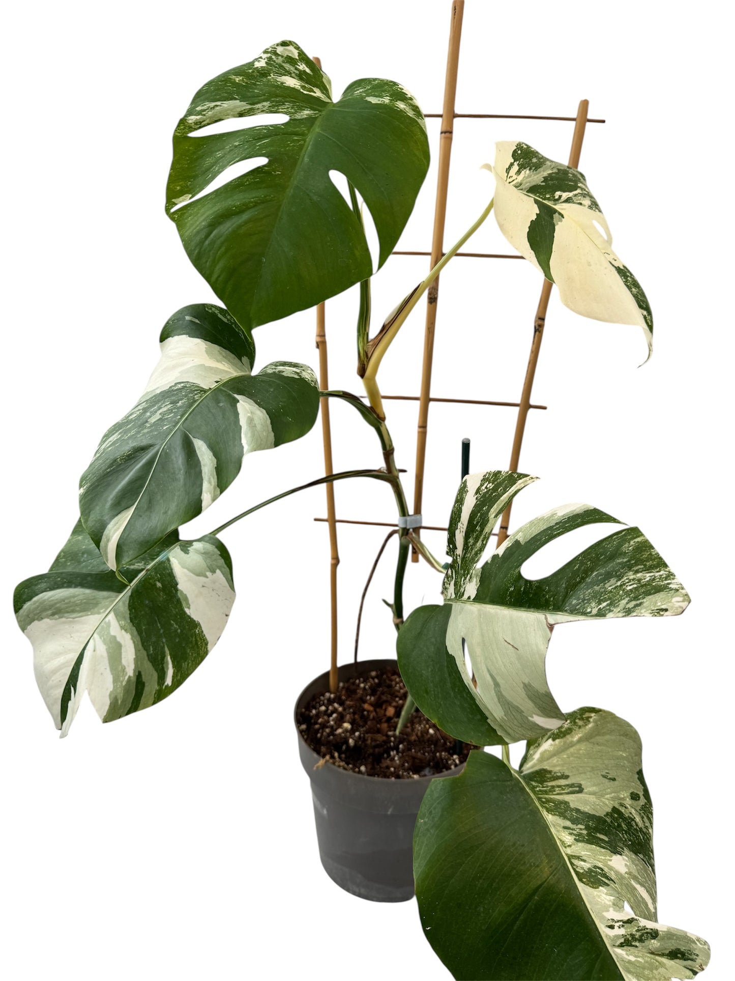 Monstera deliciosa Albo Variegata