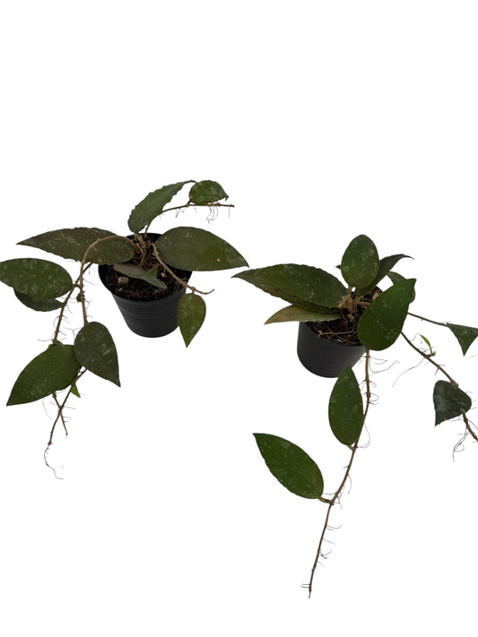 Hoya caudata sumatra