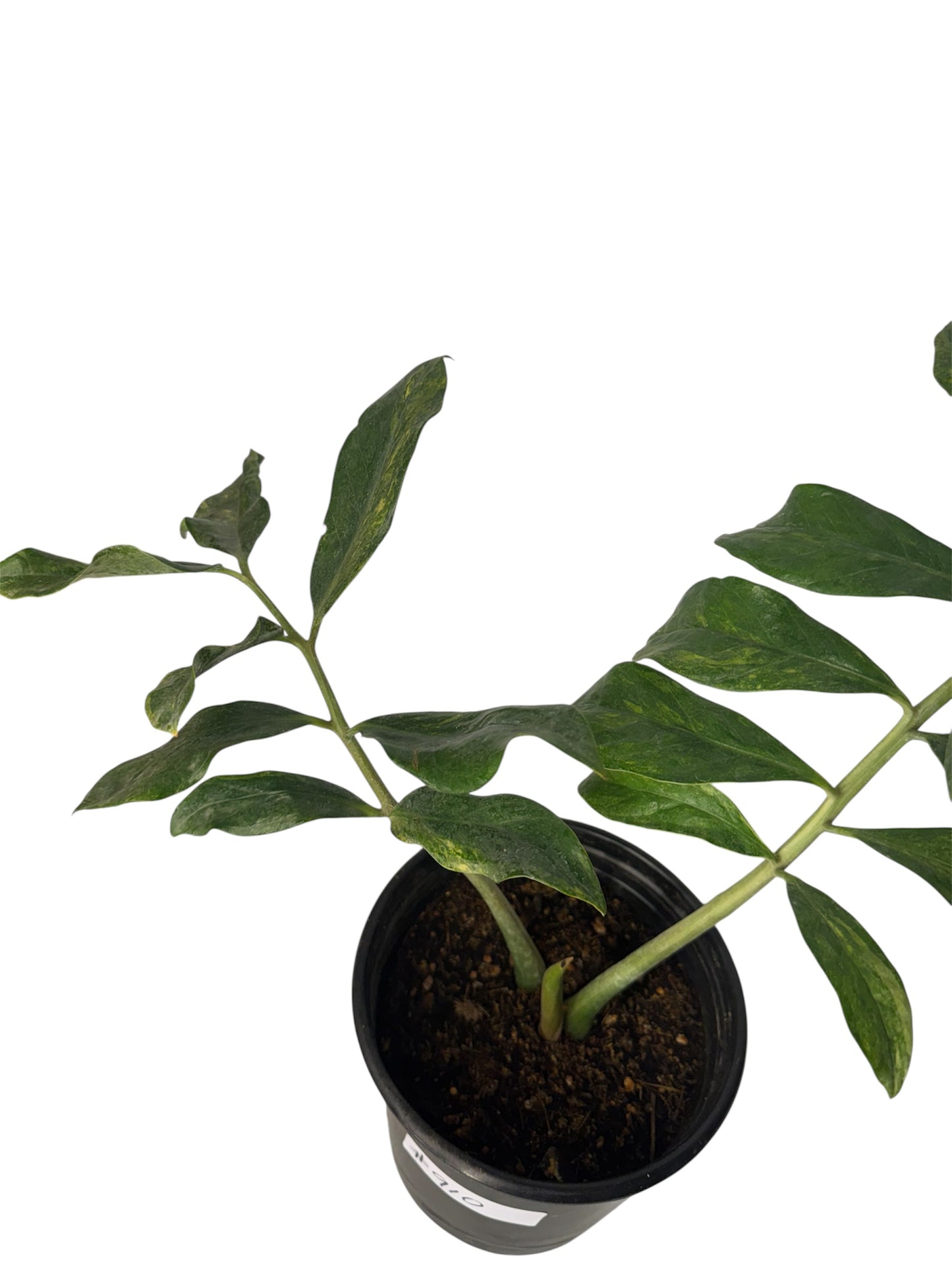 Wild Form ZZ variegated