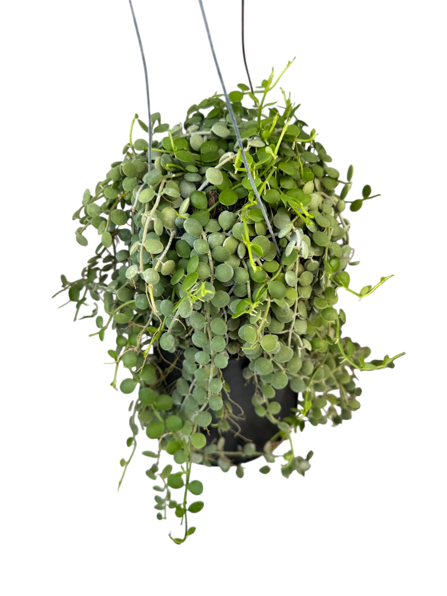 Dischidia String of nickel green