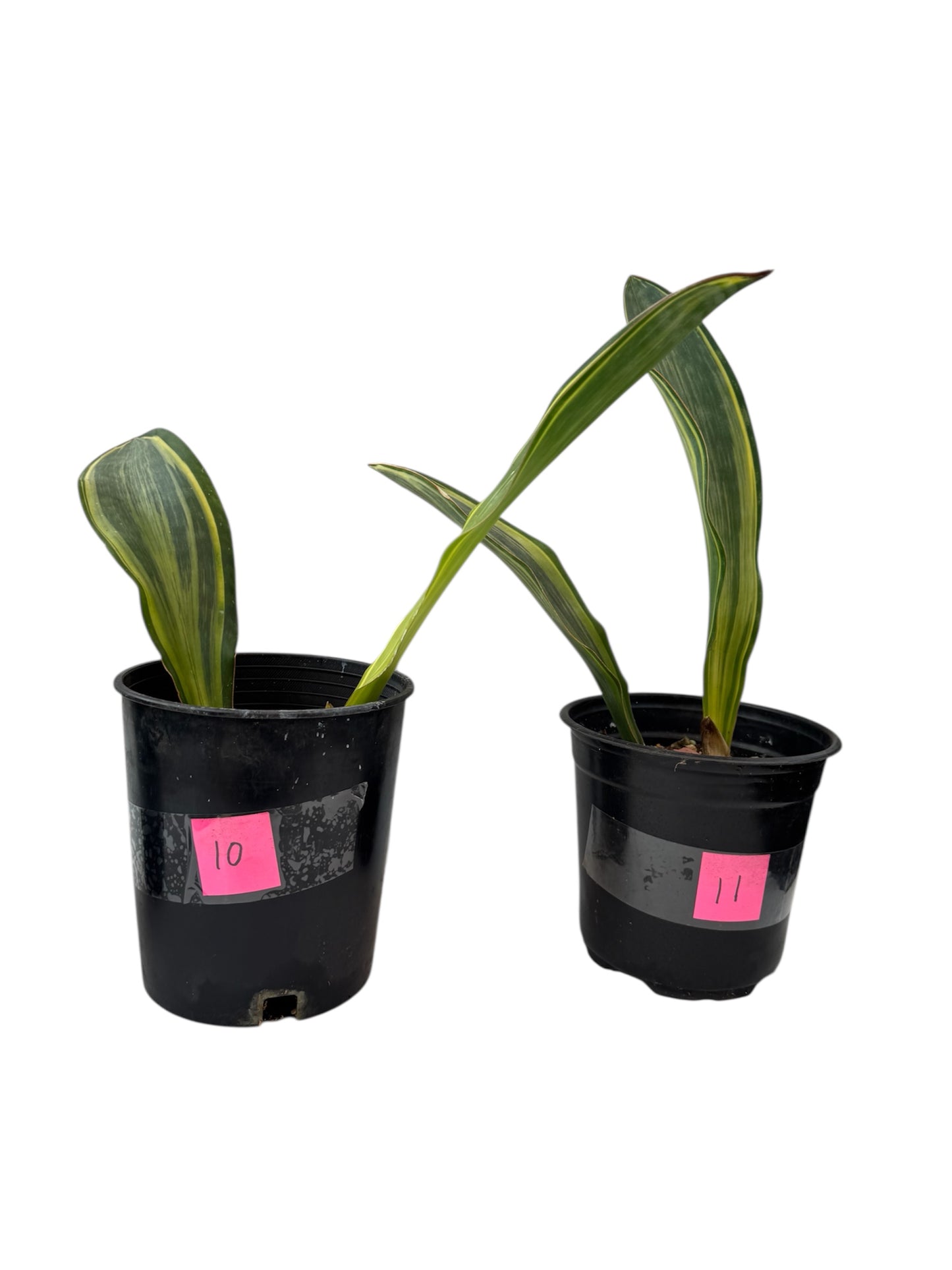 Sansevieria Variegated Whale fin large