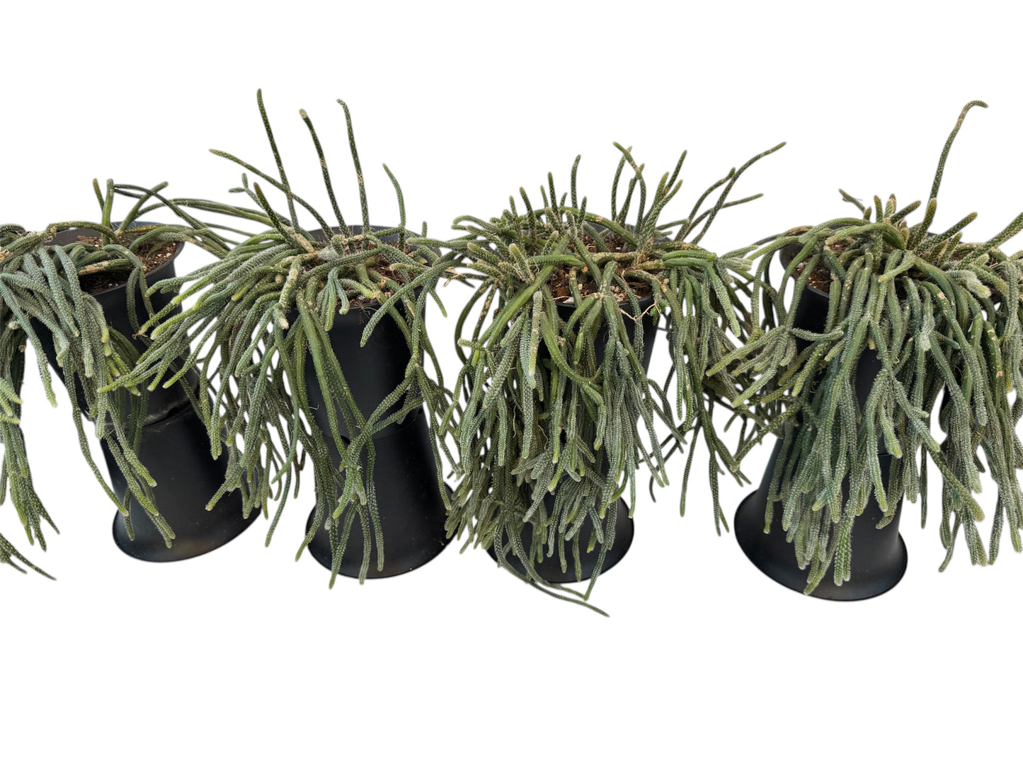 Rhipsalis Mouse Tail 5 “ pot