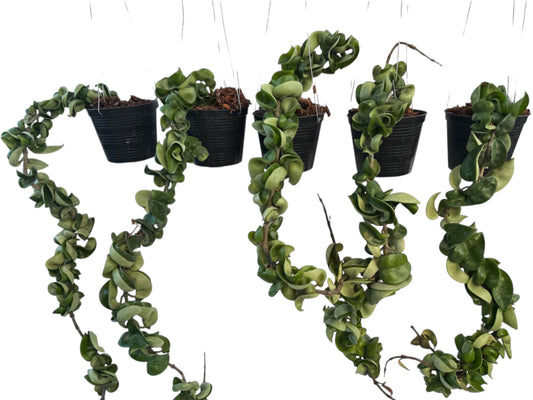 Hoya Compacta Green Hidu rope) 18 - 24 inch long