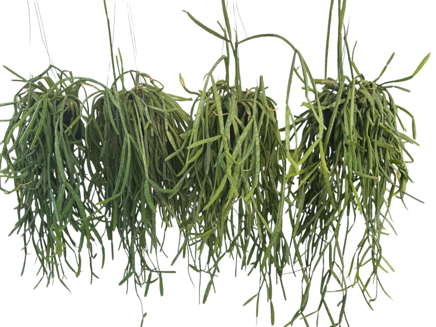 Rhipsalis Micrantha Medium