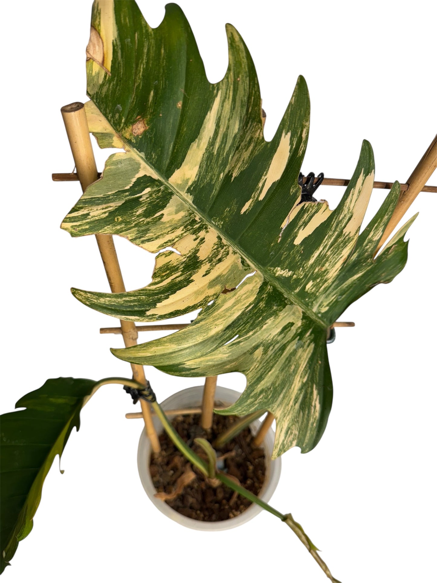 Philodendron Caramel Marble Large