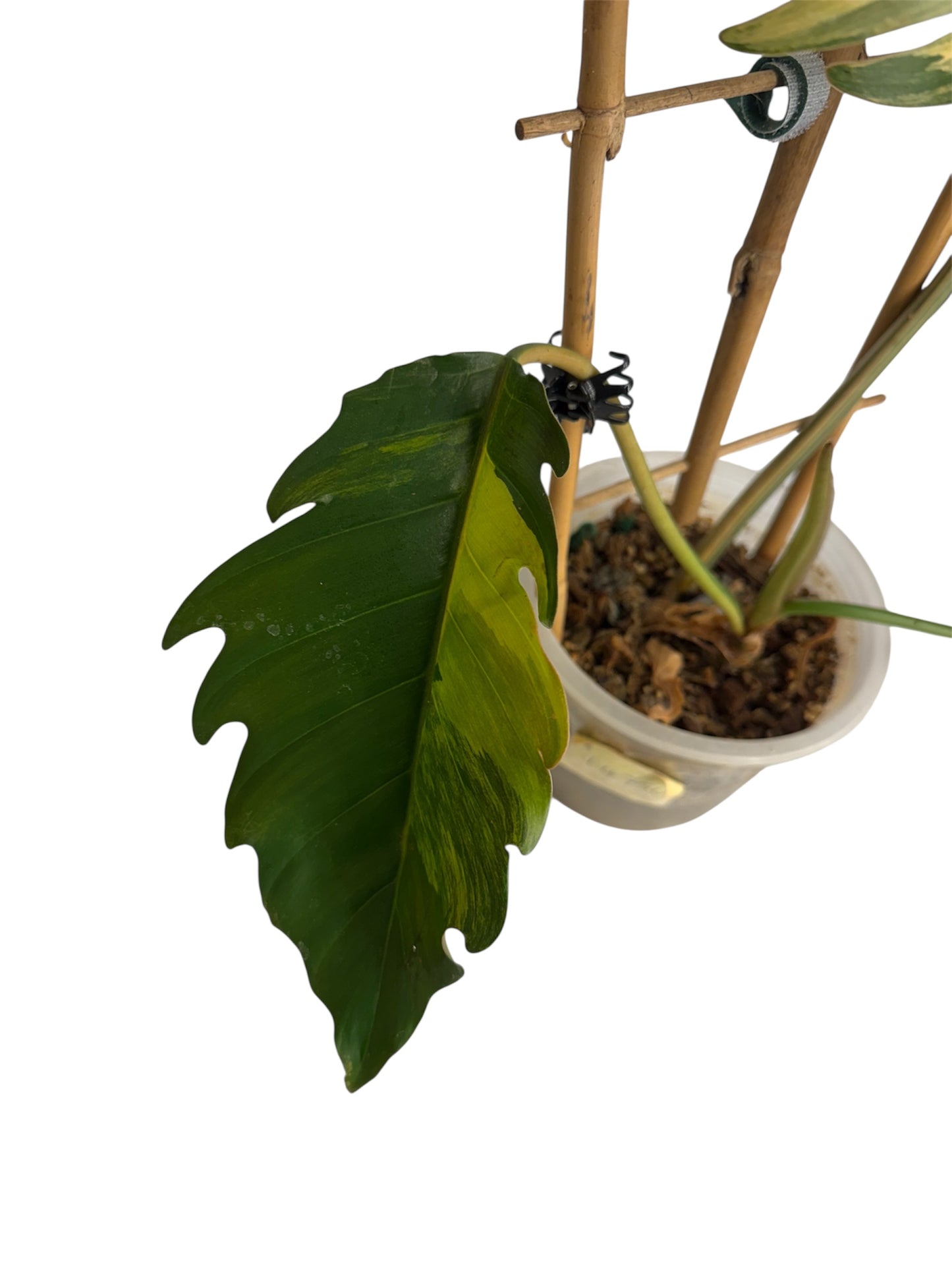 Philodendron Caramel Marble Large