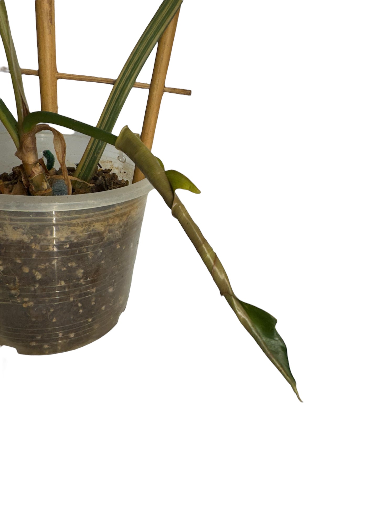 Philodendron Caramel Marble Large