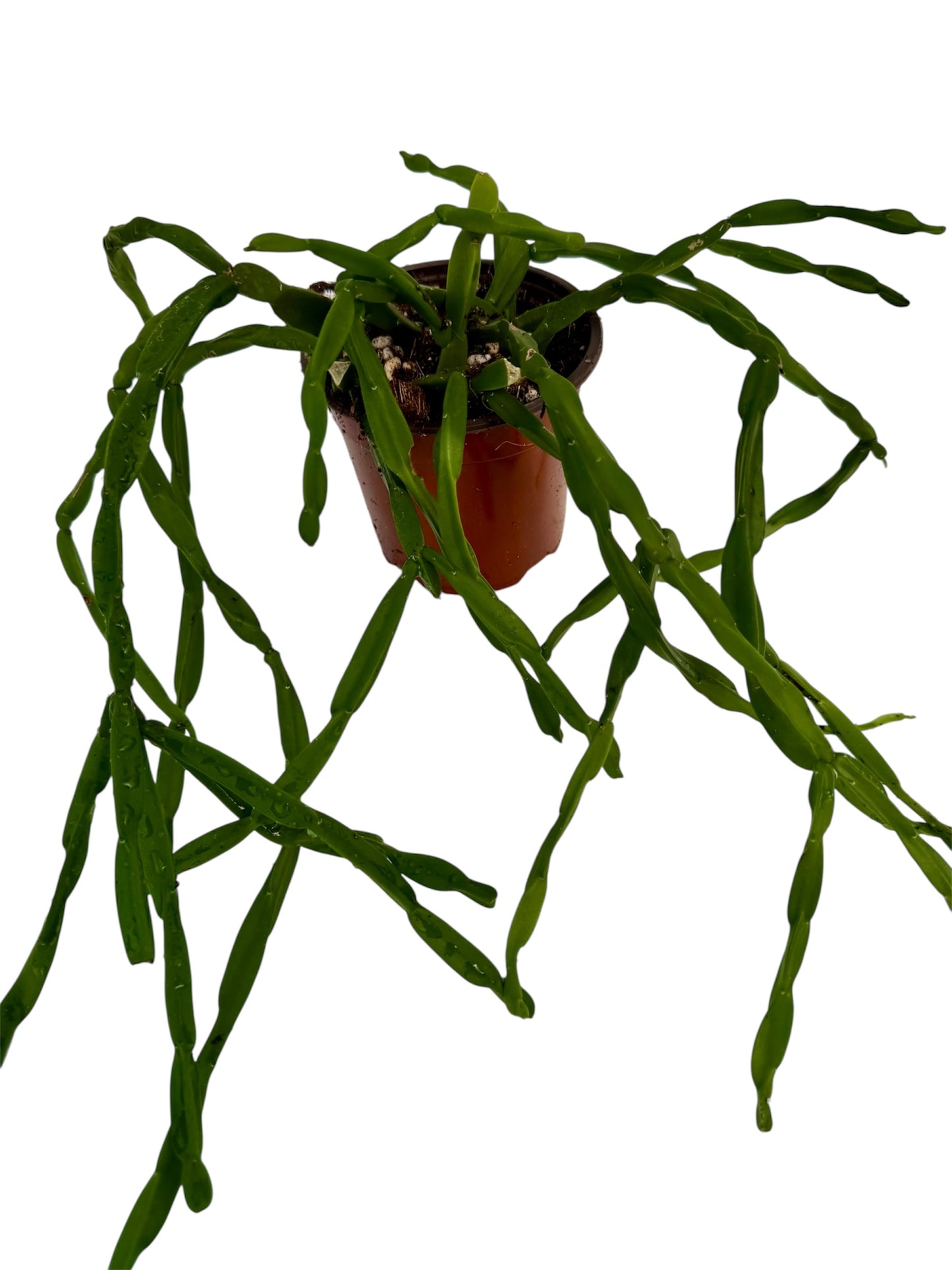 Rhipsalis Paradoxa Medium