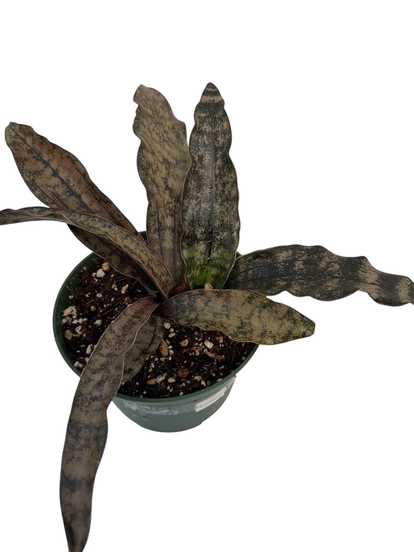Sansevieria coppertone Large