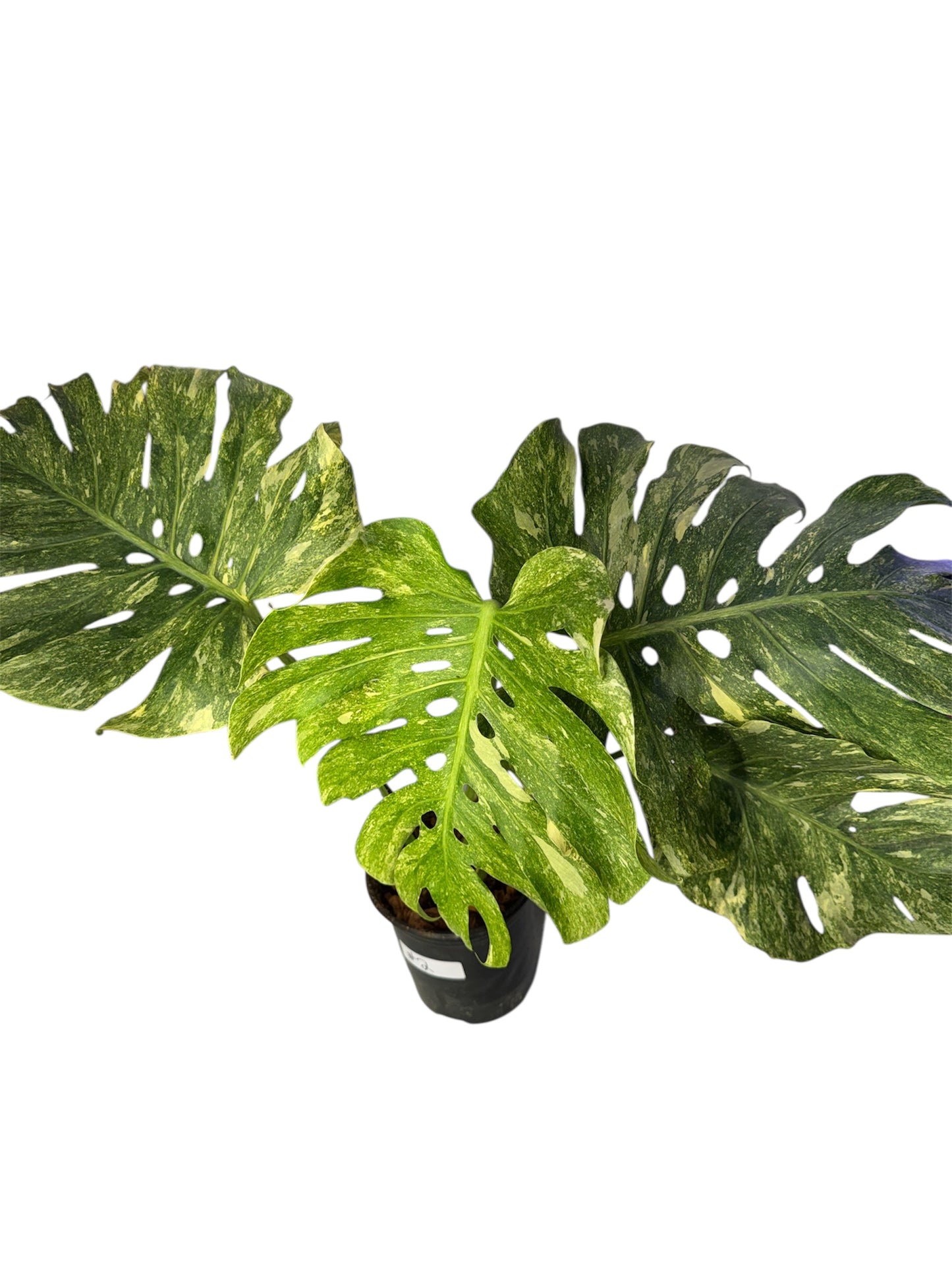 Monstera Green Snow (Rare) Large Form