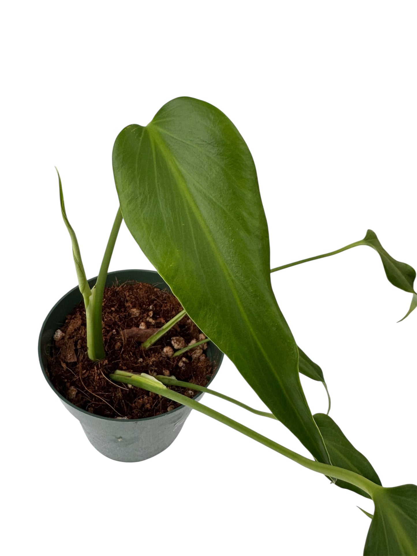 Monstera Burle Max Flame Large