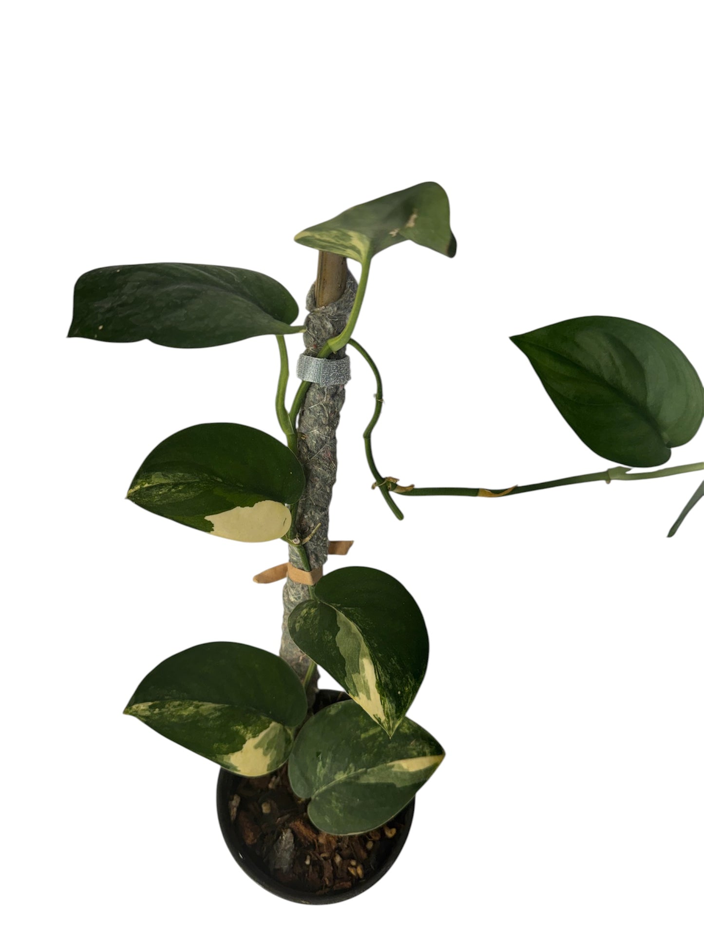 Scindapsus Jade Satin Variegated